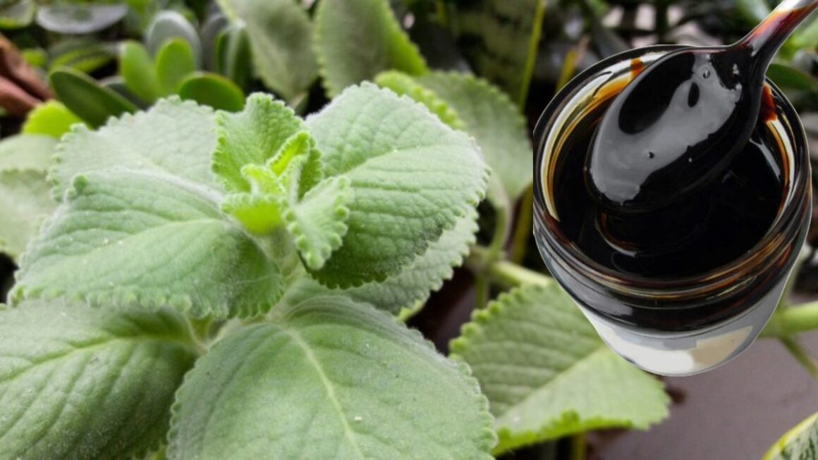 orégano orejón con melaza