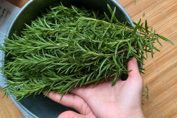 Romero: el remedio natural para la circulación, el hígado y la presión arterial