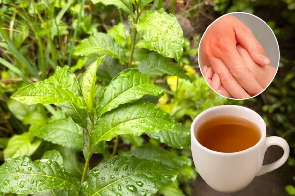 “Anamú: el antibiótico natural que limpia la sangre y fortalece el sistema inmune”