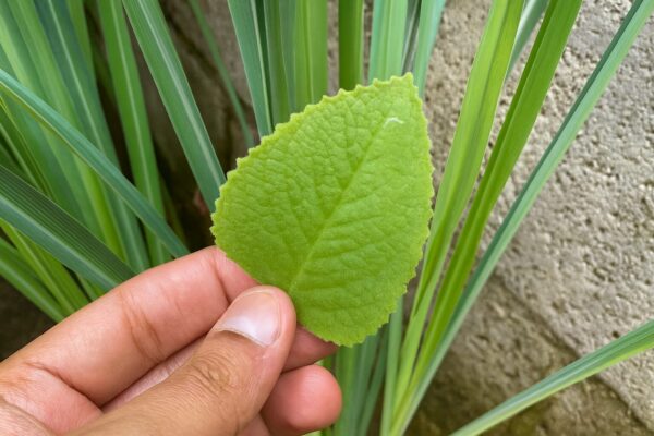 🌿 Té de limoncillo con orégano orejón: limpia los pulmones y fortalece las defensas naturalmente