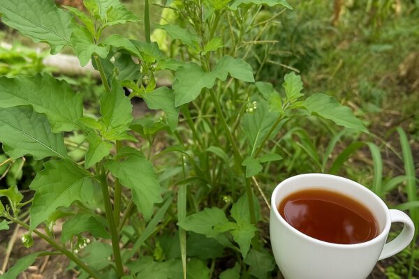 🌱 Hierba Mora: Propiedades, beneficios y receta medicinal para desintoxicar tu cuerpo
