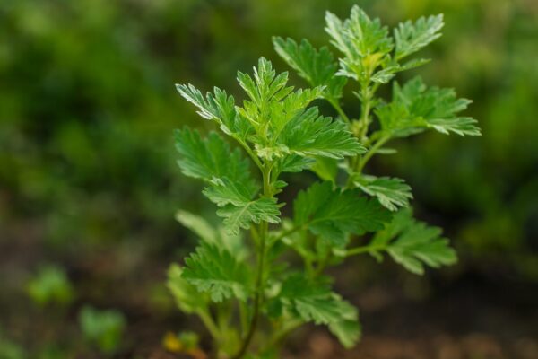 Té y baños de Artemisa: la receta ancestral que desintoxica y equilibra tu cuerpo”