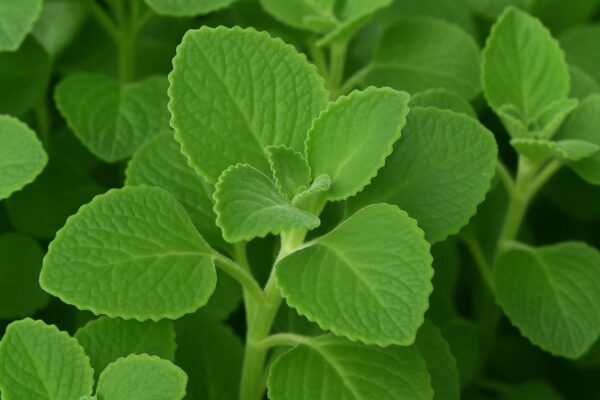 🌿 “Orégano orejón: guía completa de la planta milagrosa que limpia, cura y fortalece tu cuerpo”