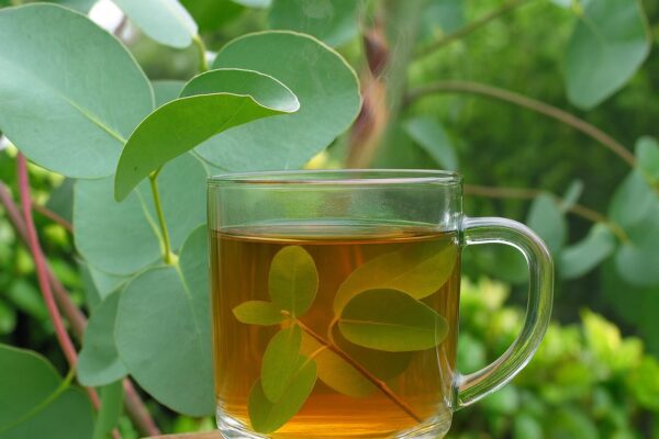 Eucalyptus gunnii: el eucalipto aromático que limpia tu cuerpo y calma la mente