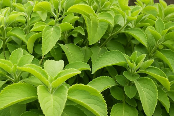 Orégano Orejón: Usos, Recetas y Beneficios Sorprendentes para la Salud Natural