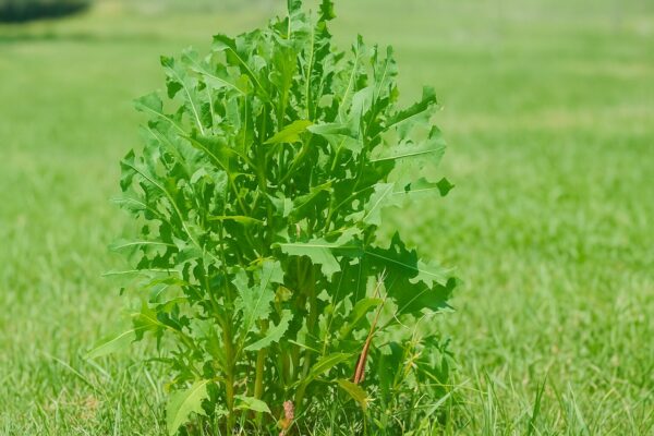 “Cómo usar la lechuga silvestre para depurar el cuerpo y relajar la mente”