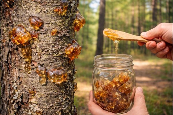 La resina de pino que muchos ignoran: para qué sirve, cómo se extrae y por qué vale tanto