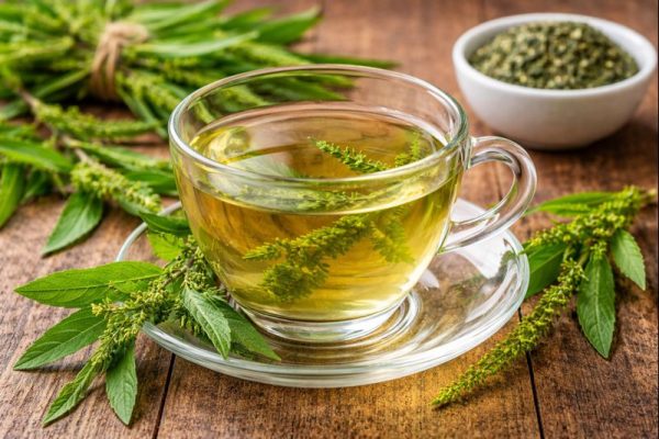 Epazote: la planta medicinal que alivia gases, hinchazón y digestión pesada