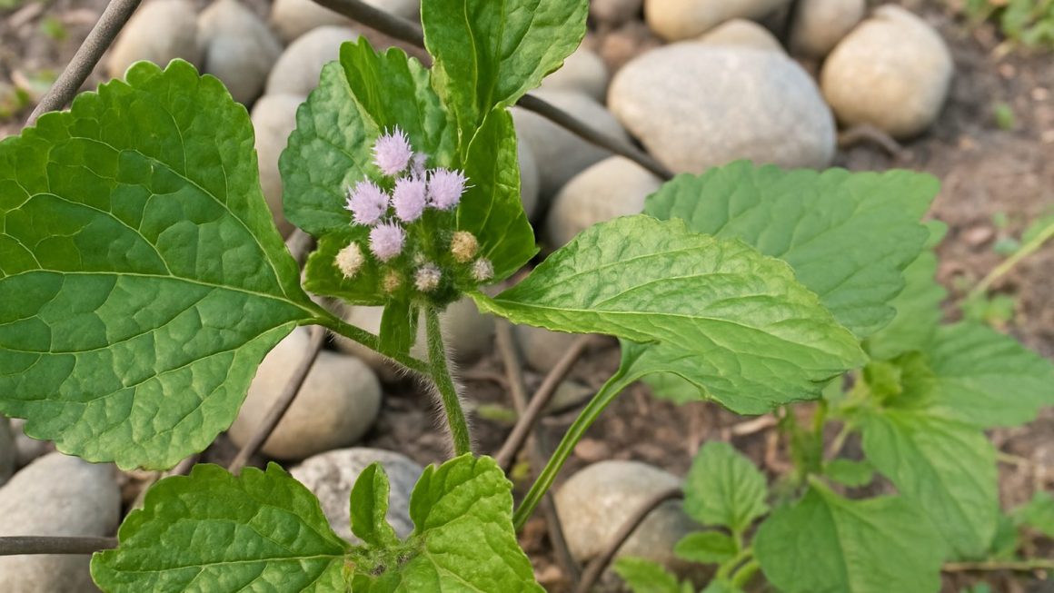 ageratum