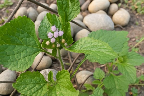 Ageratum: Beneficios, Propiedades y la Mejor Receta para Desinflamar y Depurar el Cuerpo