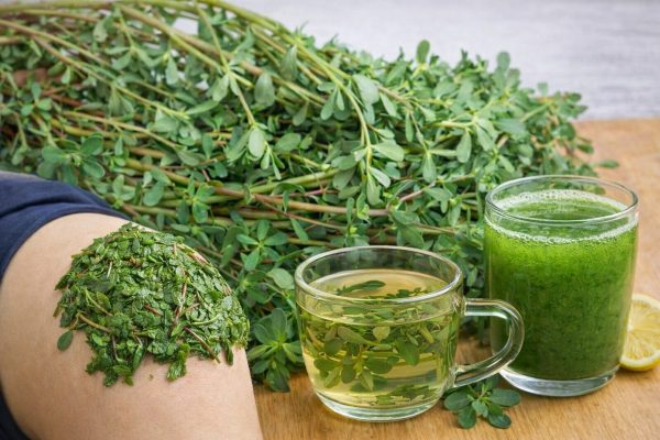 Verdolaga: la planta humilde del patio con grandes beneficios medicinales