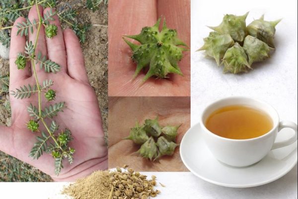 Tribulus terrestris (abrojo): usos tradicionales, propiedades y forma correcta de consumo